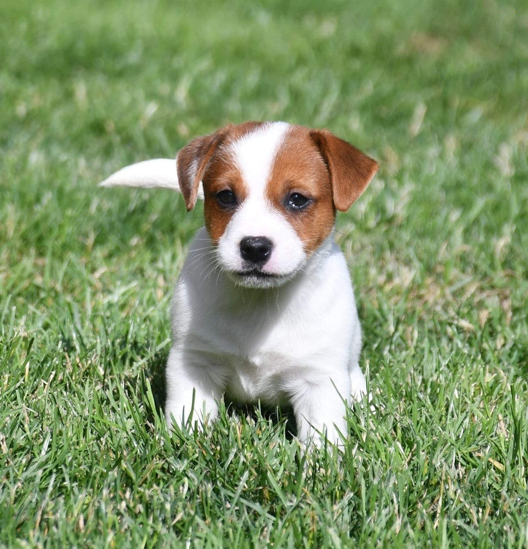 du pont du riot d'Esnes - Chiots disponibles - Jack Russell Terrier