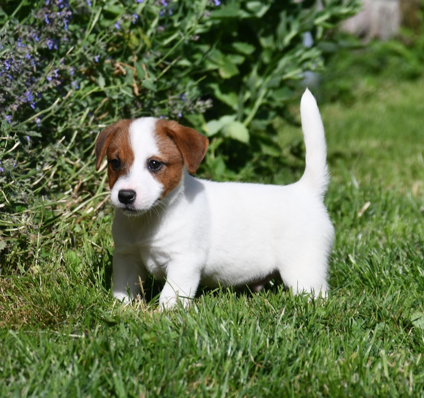 du pont du riot d'Esnes - Chiots disponibles - Jack Russell Terrier