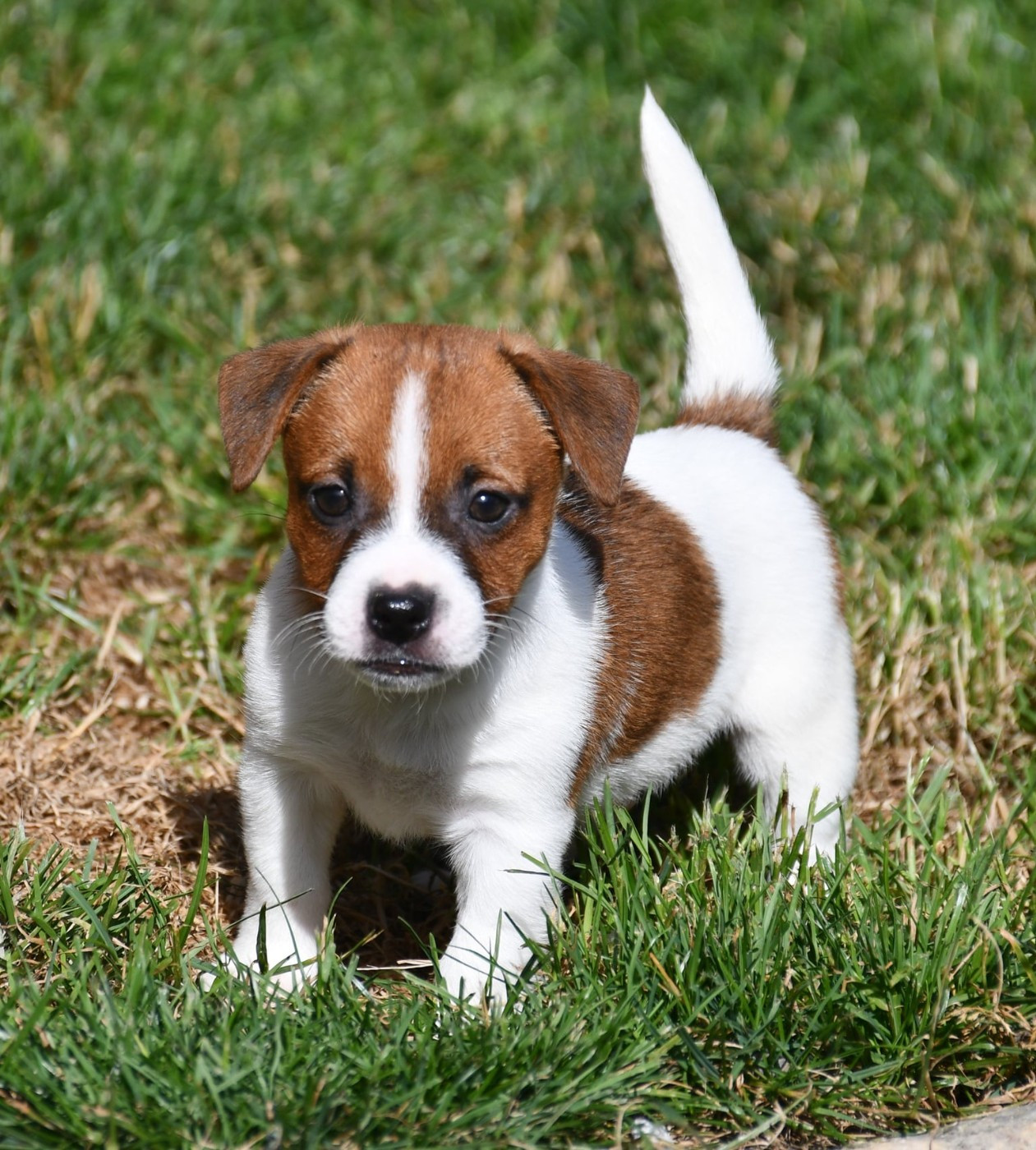 du pont du riot d'Esnes - Chiots disponibles - Jack Russell Terrier