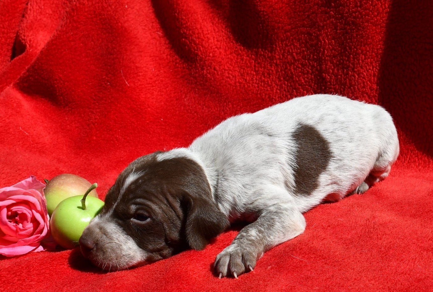 du pont du riot d'Esnes - Chiots disponibles - Braque français, type Pyrenees (petite taille)