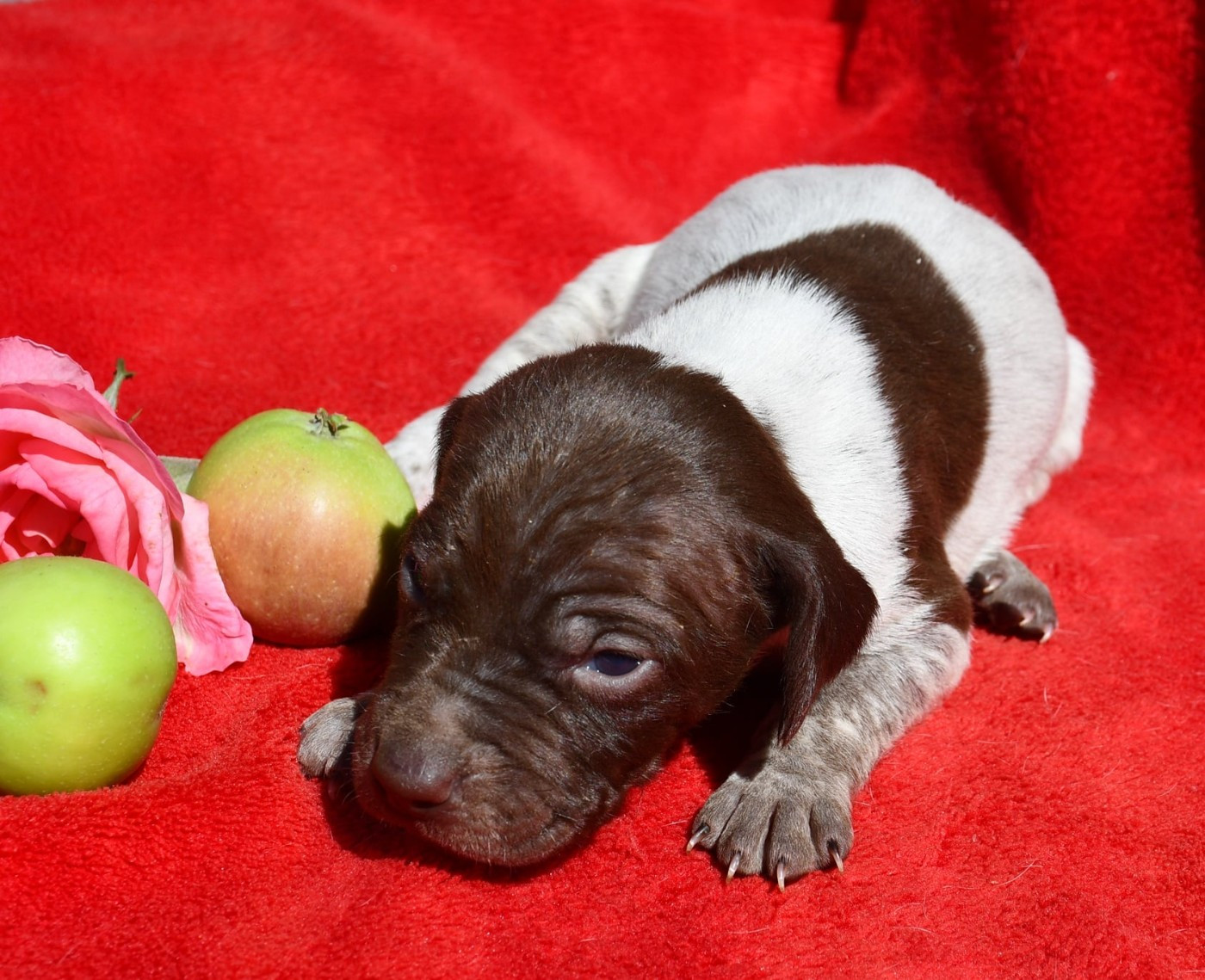 du pont du riot d'Esnes - Chiots disponibles - Braque français, type Pyrenees (petite taille)