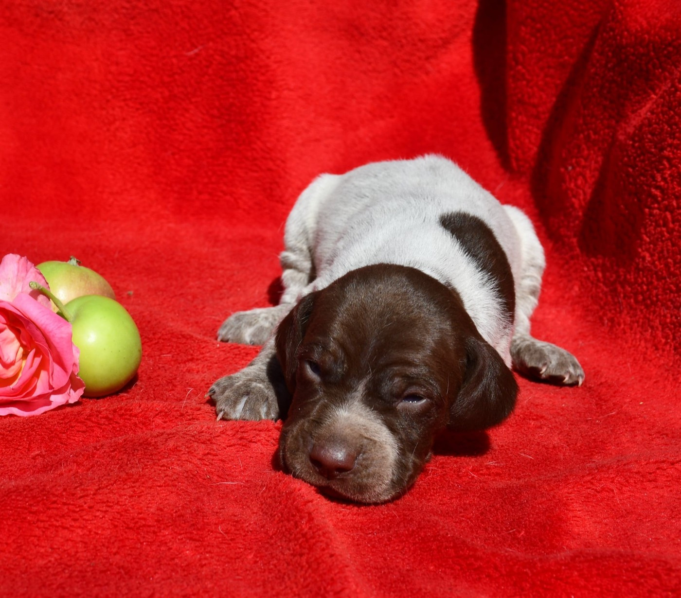 du pont du riot d'Esnes - Chiots disponibles - Braque français, type Pyrenees (petite taille)