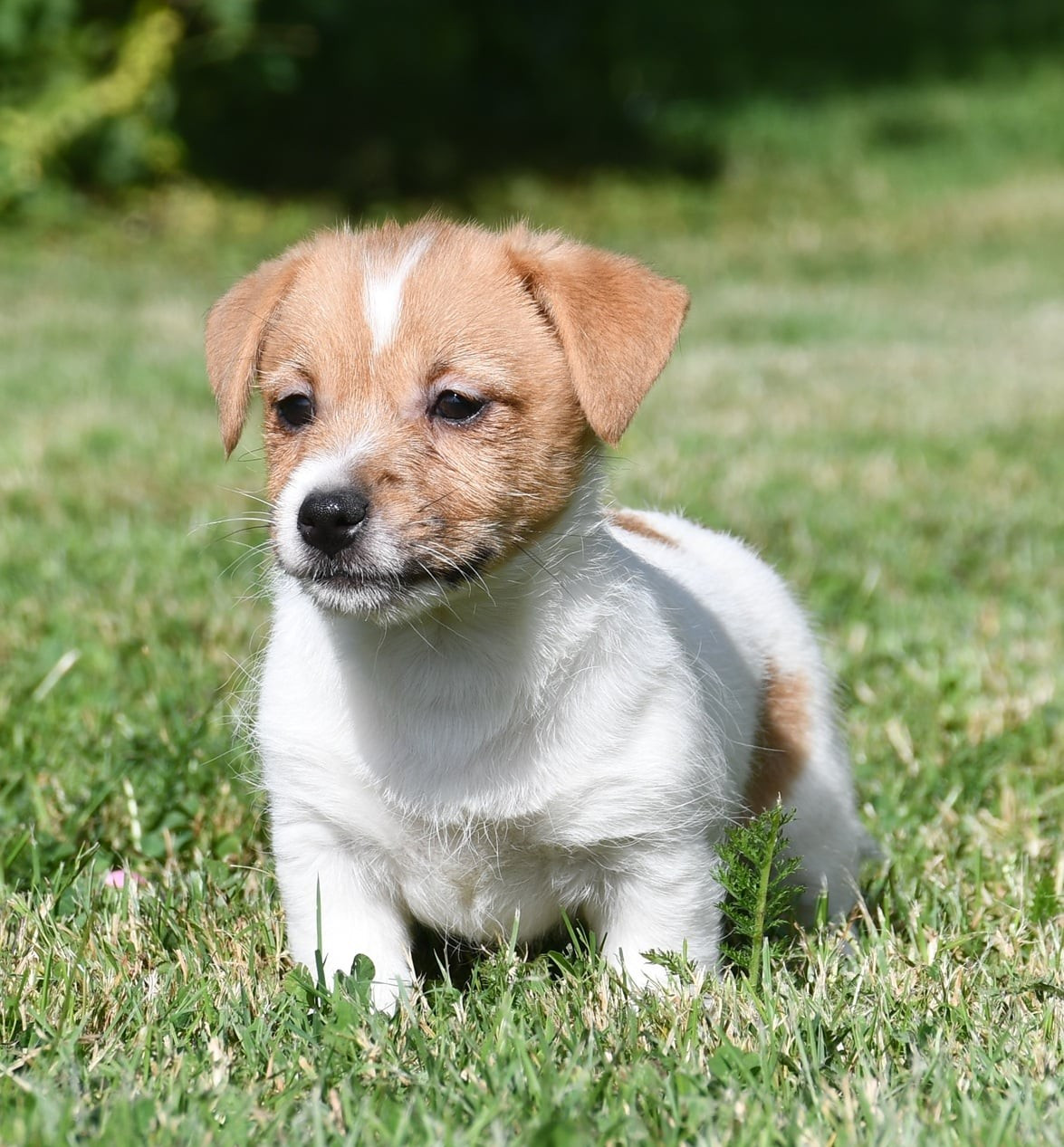 du pont du riot d'Esnes - Chiots disponibles - Jack Russell Terrier
