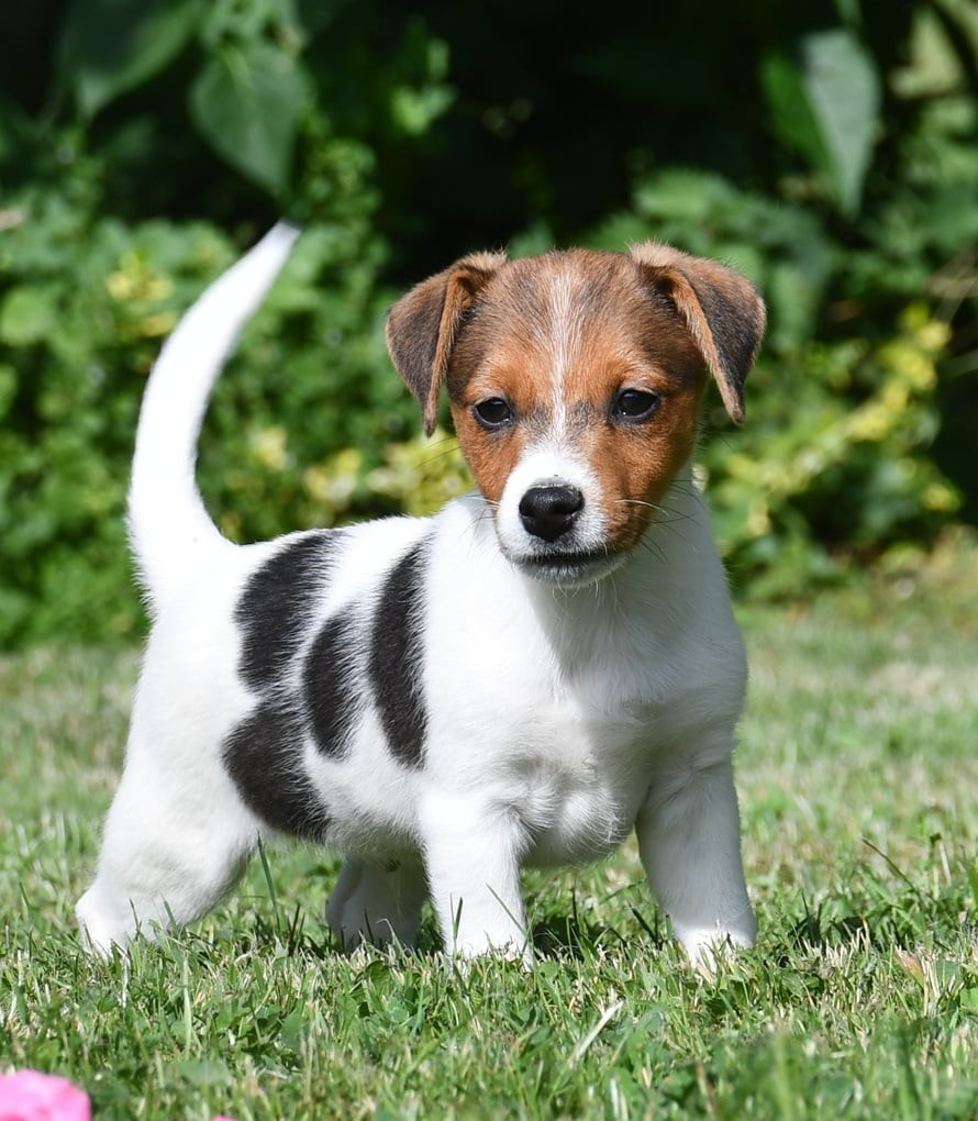 du pont du riot d'Esnes - Chiots disponibles - Jack Russell Terrier