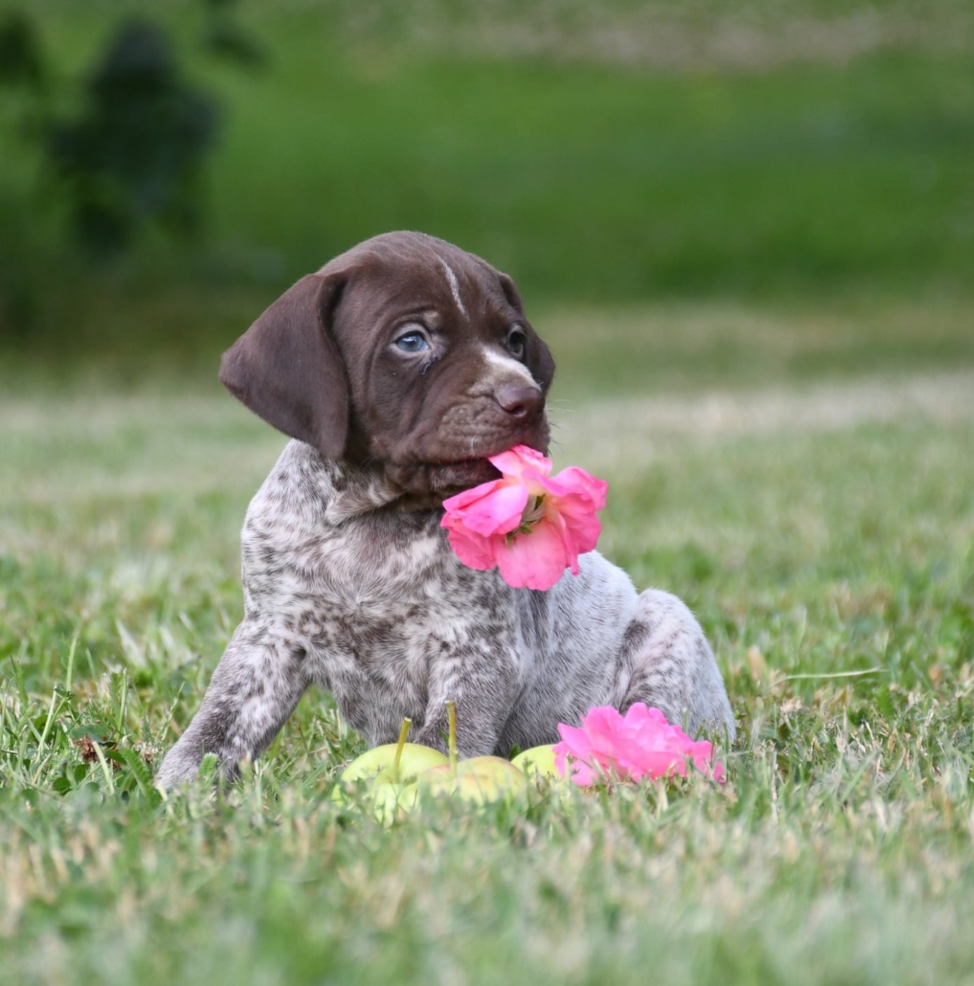 du pont du riot d'Esnes - Chiots disponibles - Braque français, type Pyrenees (petite taille)