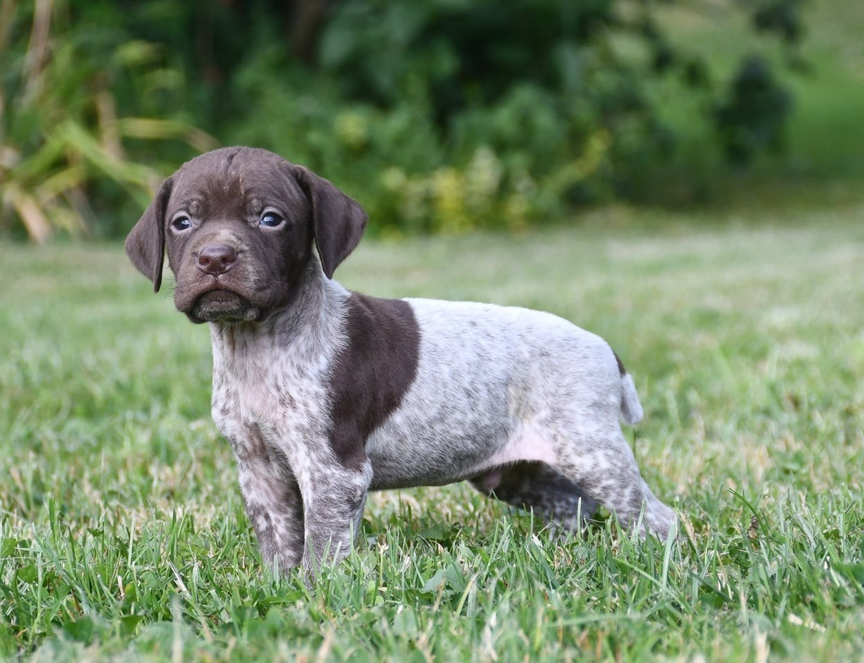 du pont du riot d'Esnes - Chiots disponibles - Braque français, type Pyrenees (petite taille)