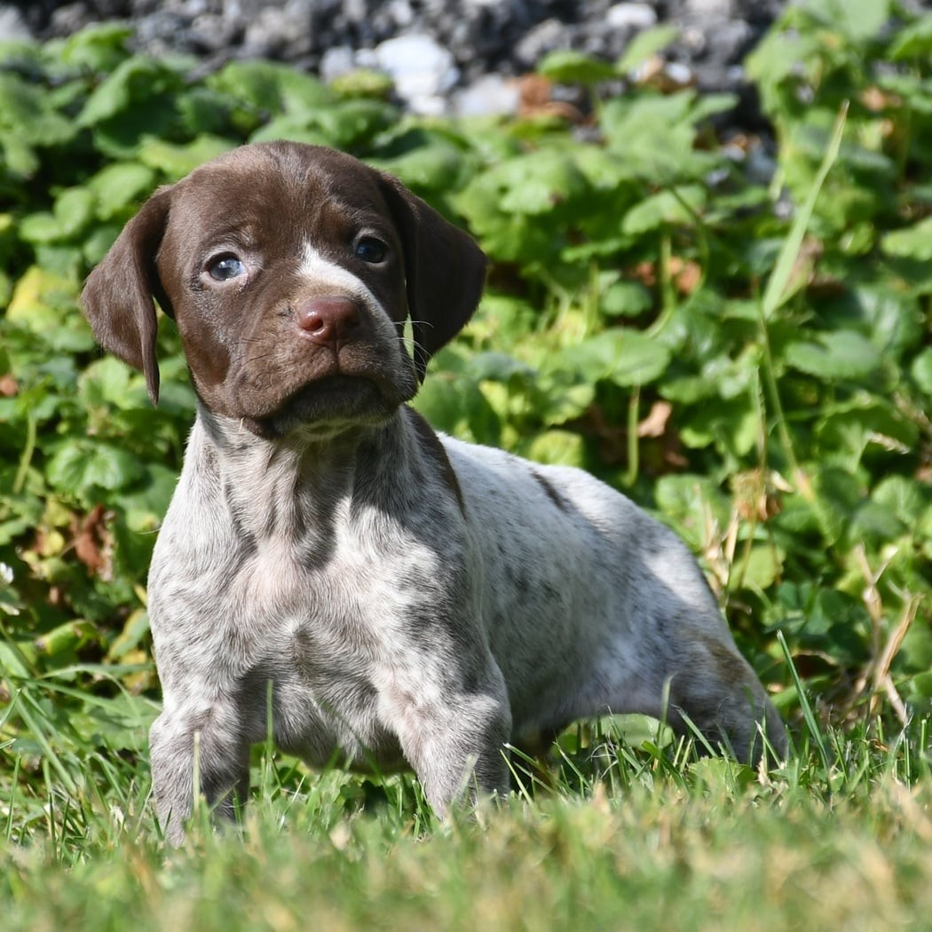 du pont du riot d'Esnes - Chiots disponibles - Braque français, type Pyrenees (petite taille)