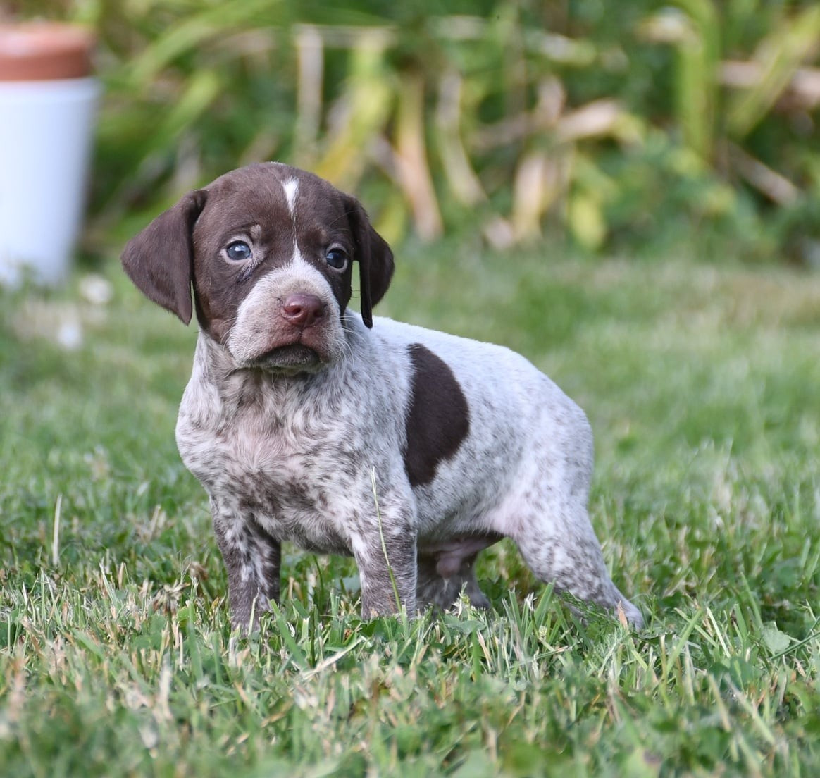 du pont du riot d'Esnes - Chiots disponibles - Braque français, type Pyrenees (petite taille)