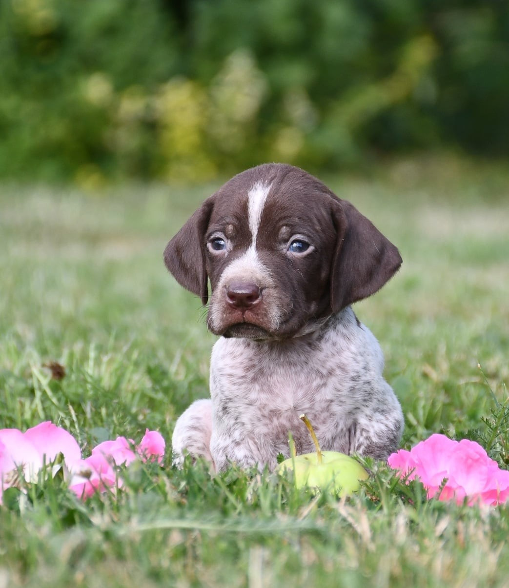 du pont du riot d'Esnes - Chiots disponibles - Braque français, type Pyrenees (petite taille)