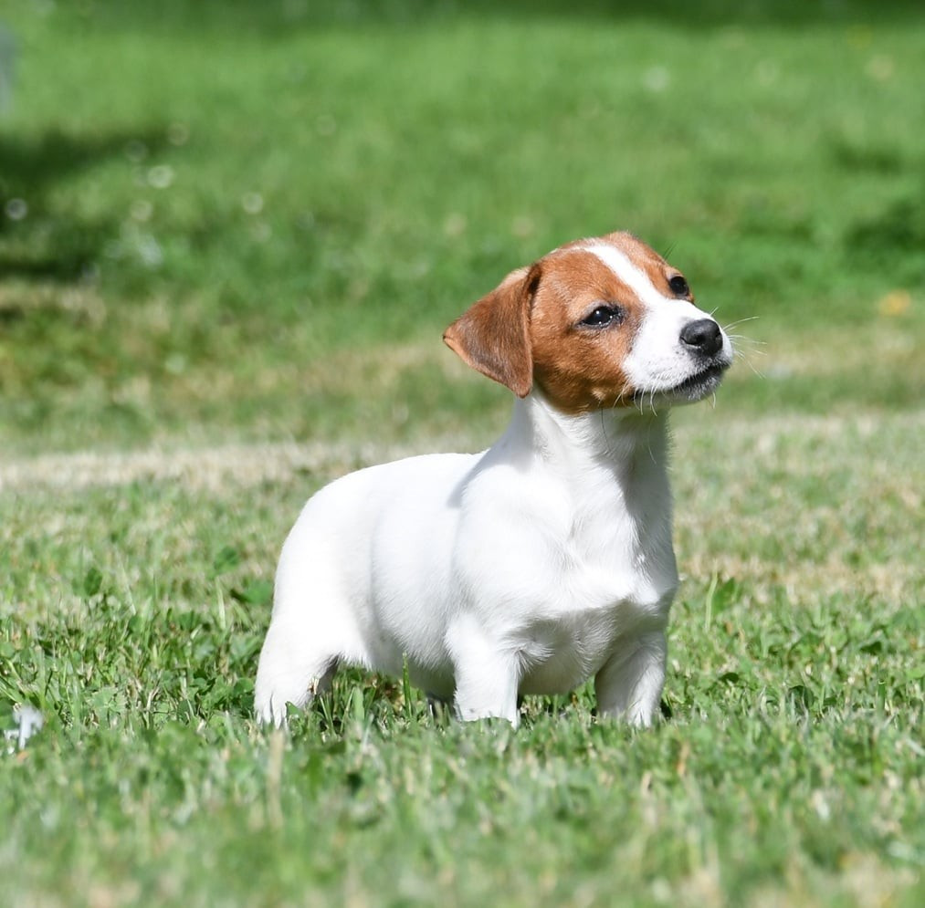 du pont du riot d'Esnes - Chiots disponibles - Jack Russell Terrier