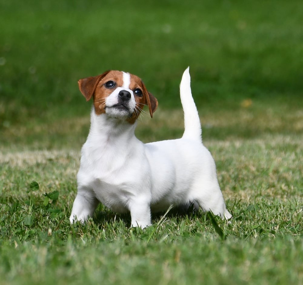 du pont du riot d'Esnes - Jack Russell Terrier - Portée née le 11/05/2026