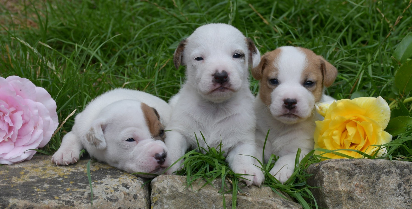 Chiot Parson Russell Terrier du pont du riot d'Esnes