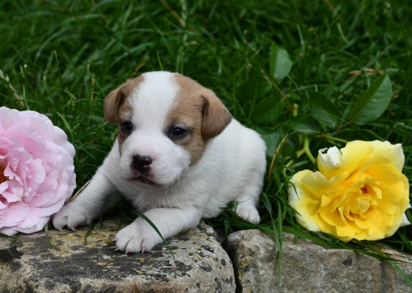 du pont du riot d'Esnes - Chiots disponibles - Parson Russell Terrier