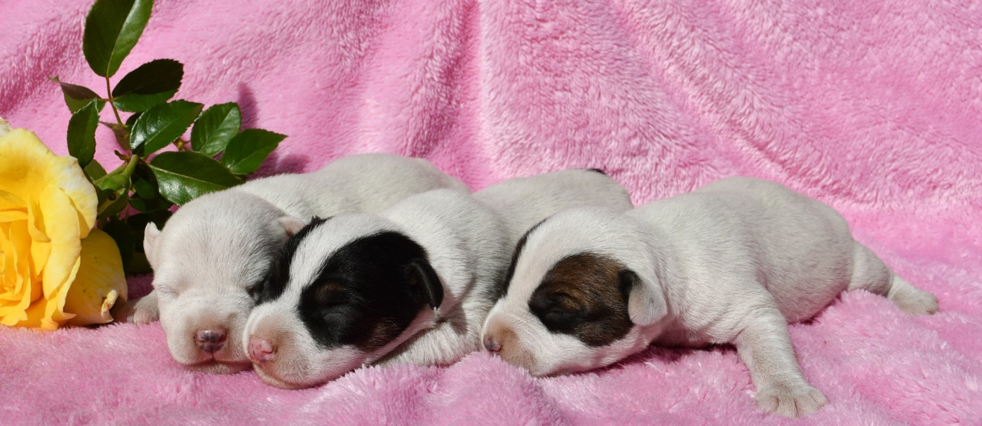 Chiot Parson Russell Terrier du pont du riot d'Esnes