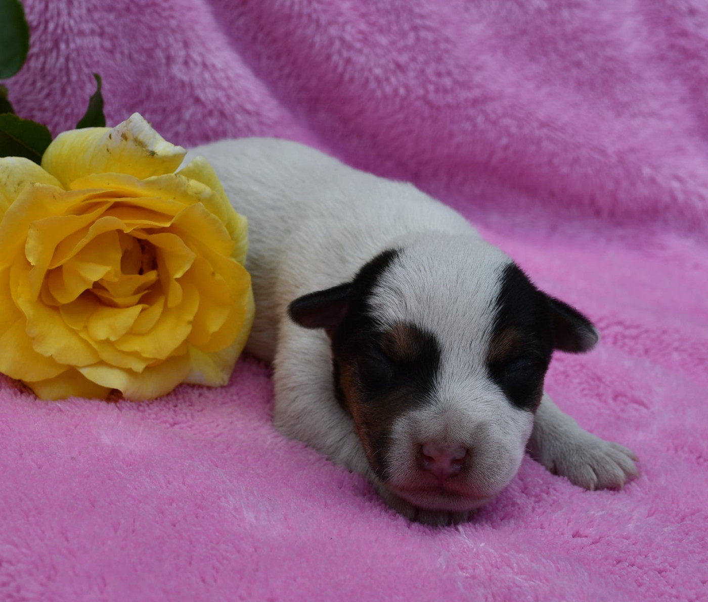du pont du riot d'Esnes - Chiots disponibles - Parson Russell Terrier