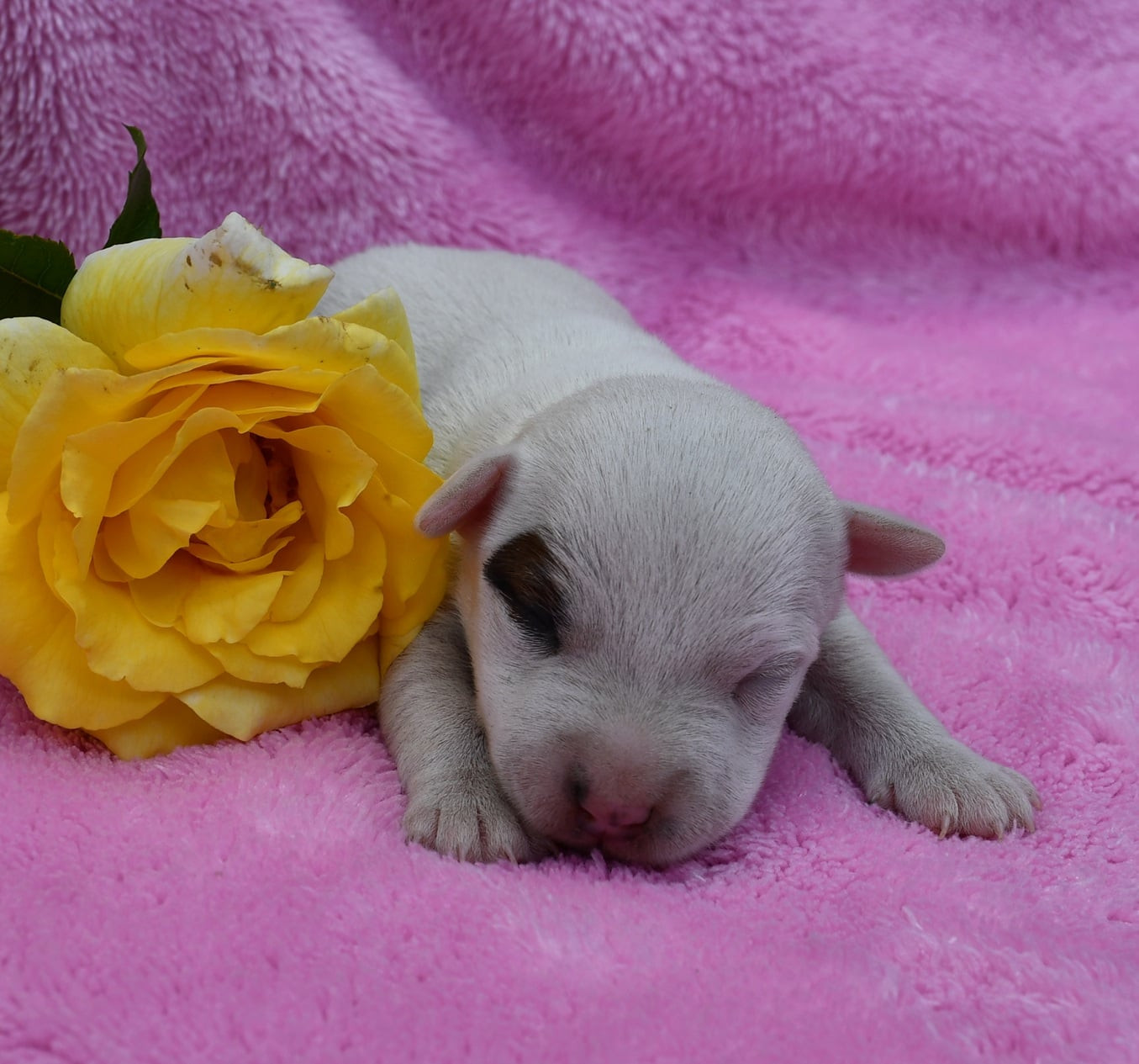 du pont du riot d'Esnes - Chiots disponibles - Parson Russell Terrier