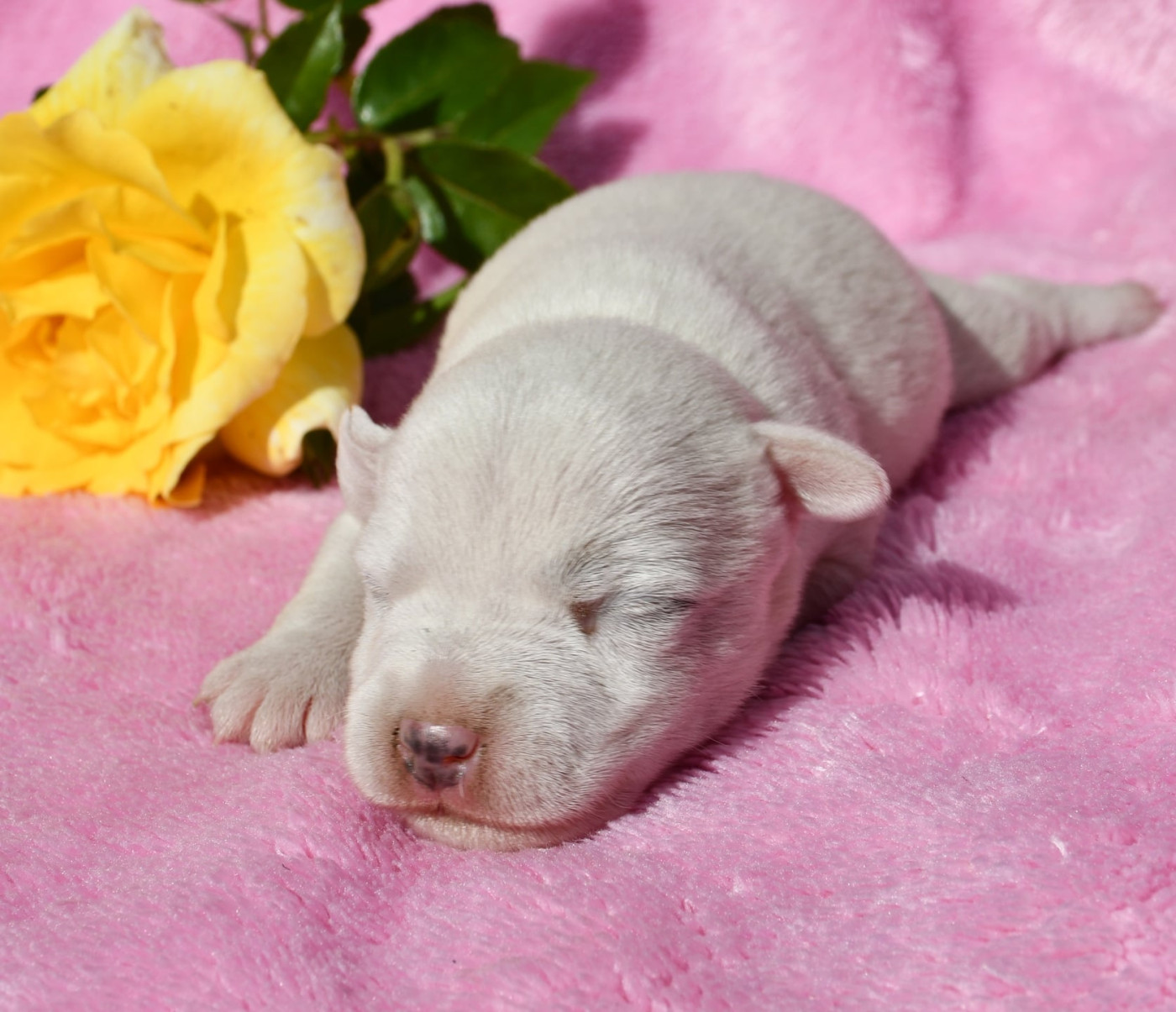 du pont du riot d'Esnes - Chiots disponibles - Parson Russell Terrier