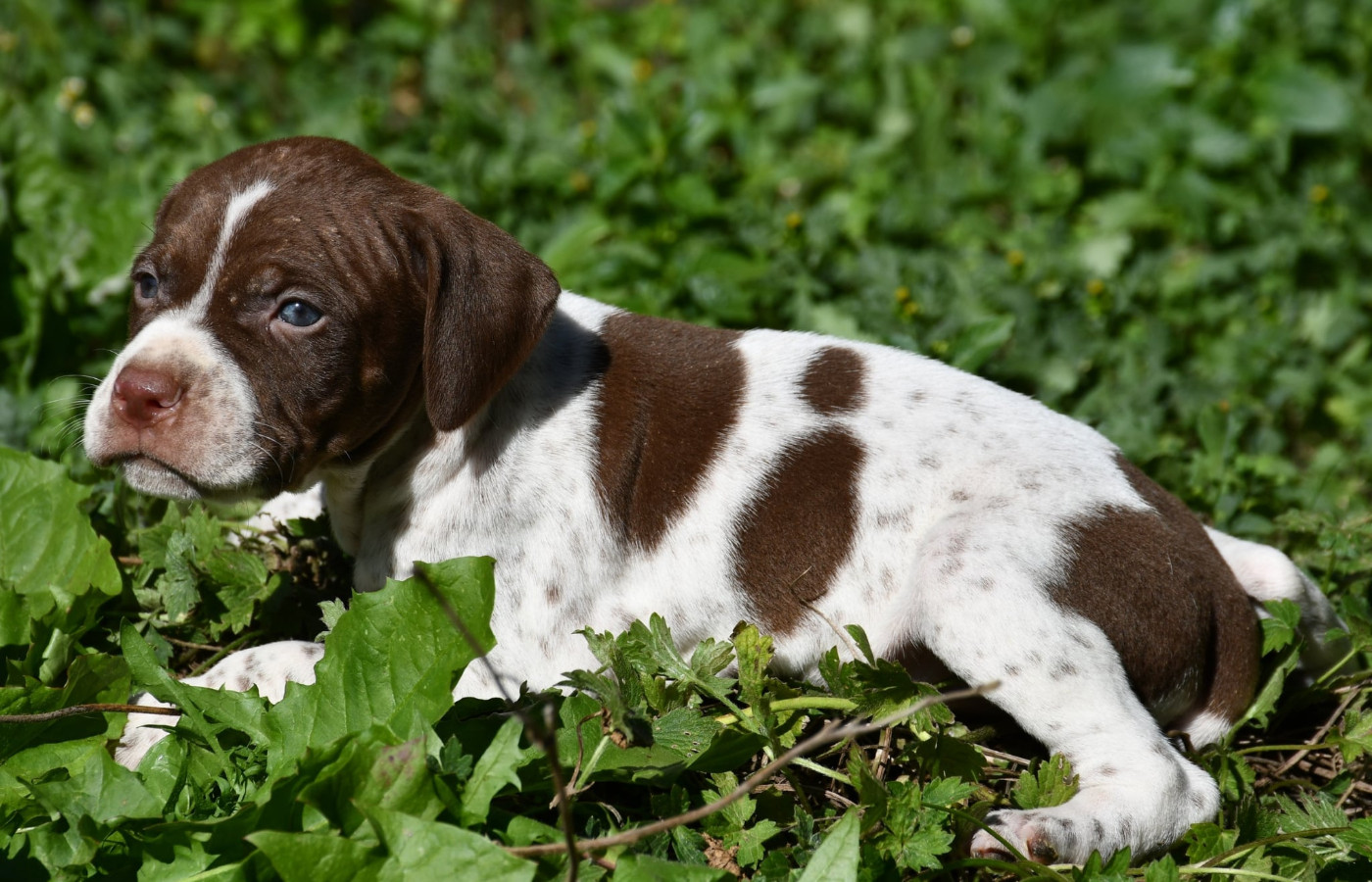 du pont du riot d'Esnes - Chiots disponibles - Braque français, type Pyrenees (petite taille)