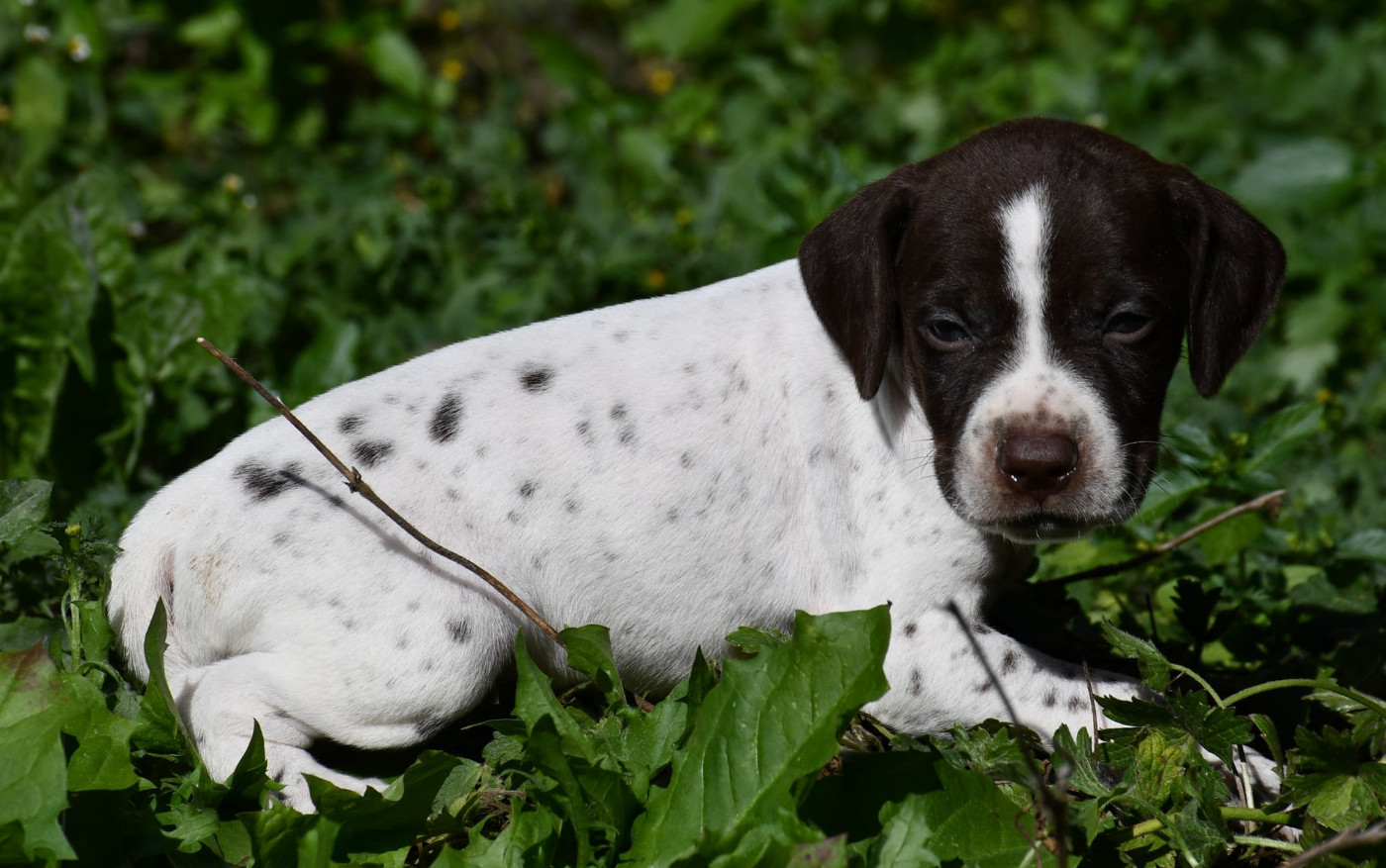 du pont du riot d'Esnes - Chiots disponibles - Braque français, type Pyrenees (petite taille)