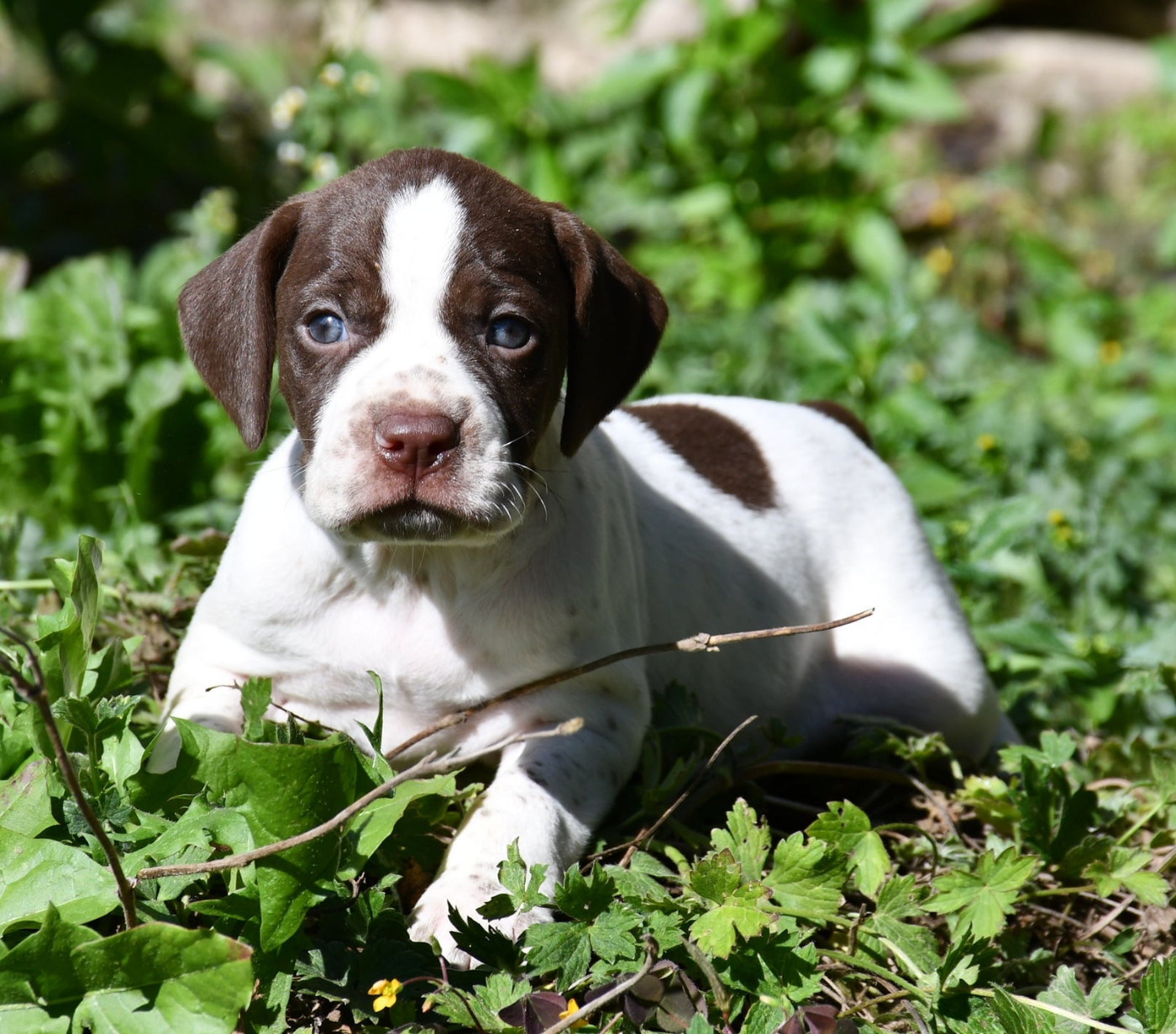 du pont du riot d'Esnes - Chiots disponibles - Braque français, type Pyrenees (petite taille)