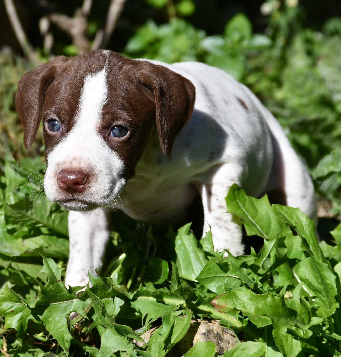 du pont du riot d'Esnes - Chiots disponibles - Braque français, type Pyrenees (petite taille)