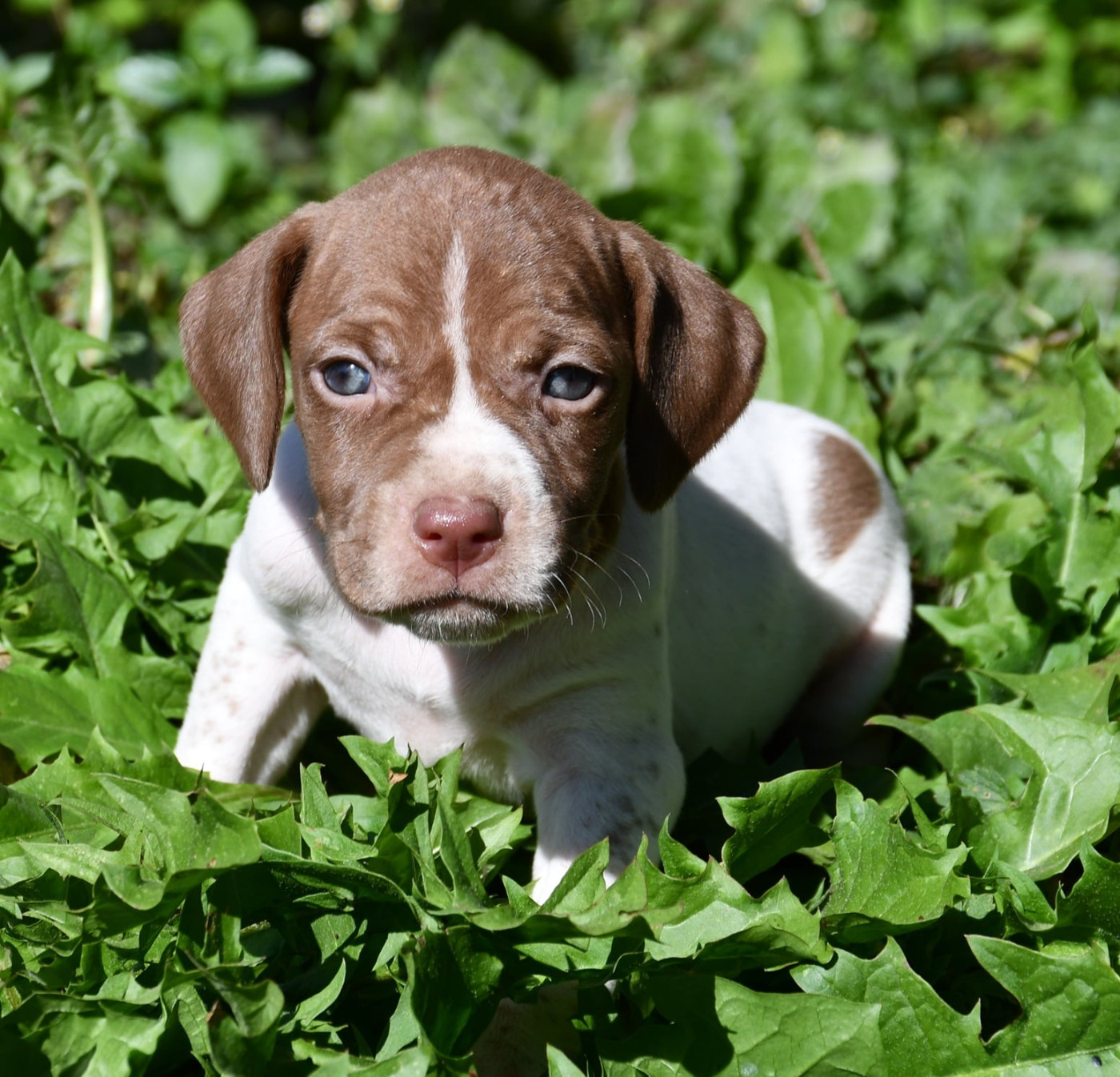 du pont du riot d'Esnes - Chiots disponibles - Braque français, type Pyrenees (petite taille)
