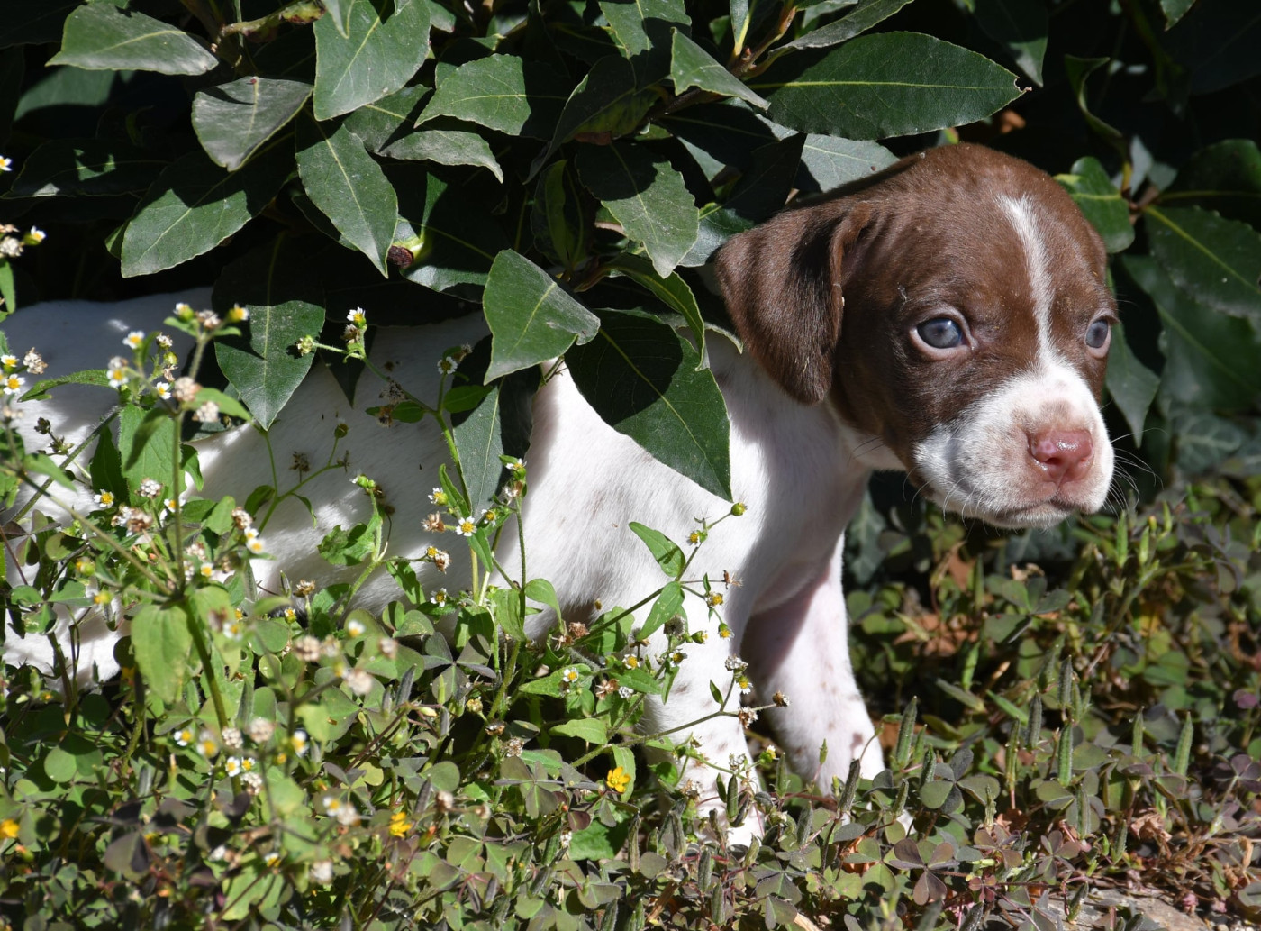 du pont du riot d'Esnes - Chiots disponibles - Braque français, type Pyrenees (petite taille)