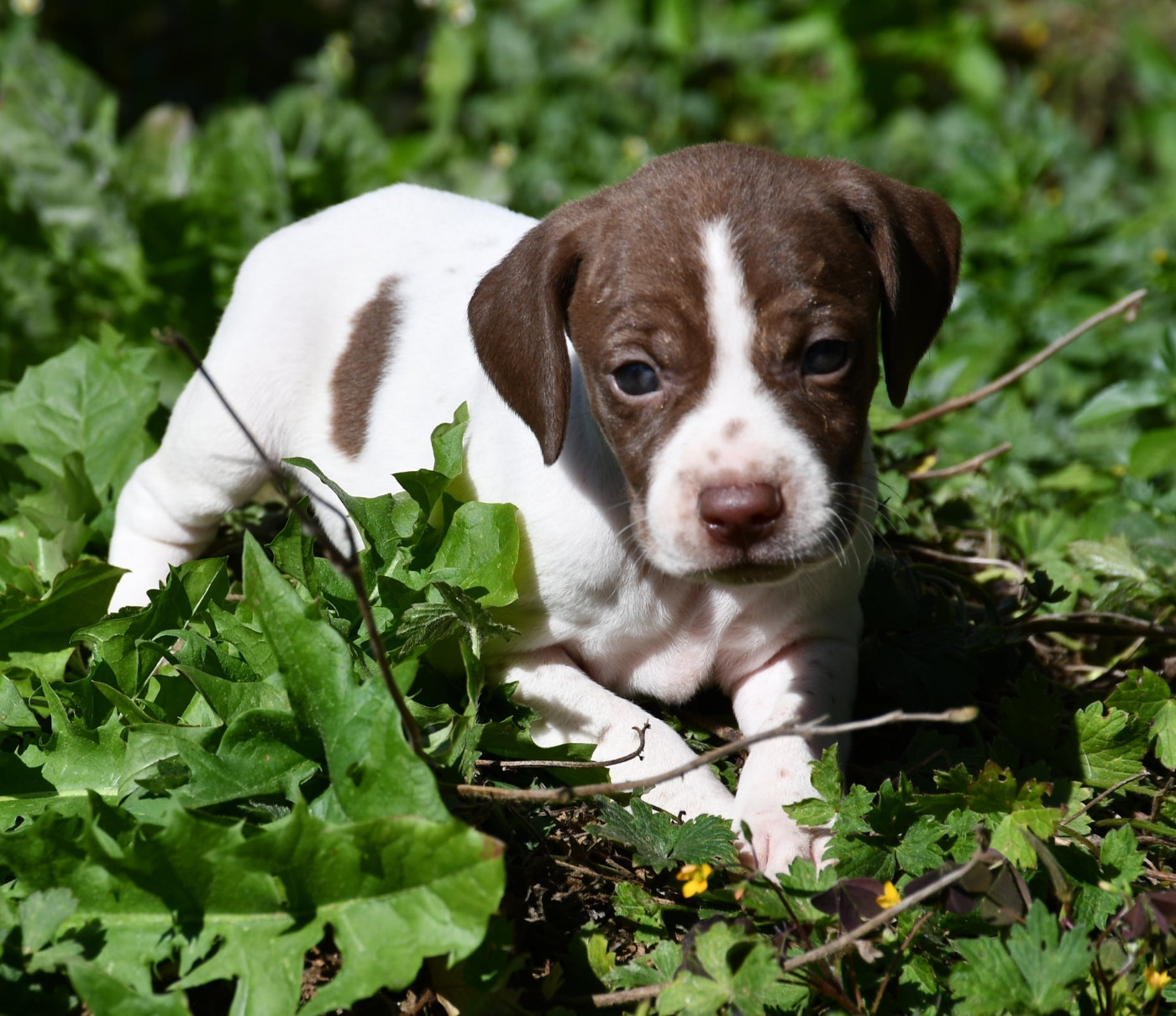 du pont du riot d'Esnes - Chiots disponibles - Braque français, type Pyrenees (petite taille)