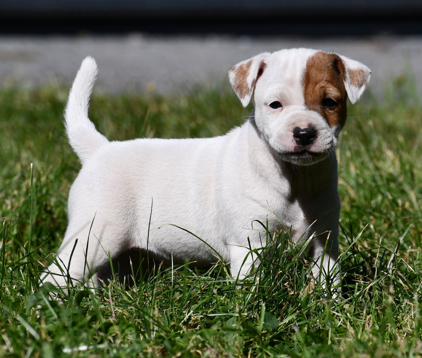 du pont du riot d'Esnes - Chiots disponibles - Parson Russell Terrier