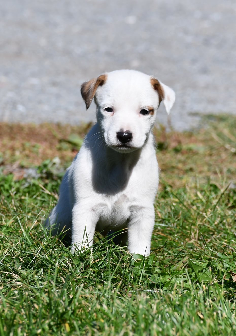 du pont du riot d'Esnes - Chiots disponibles - Parson Russell Terrier