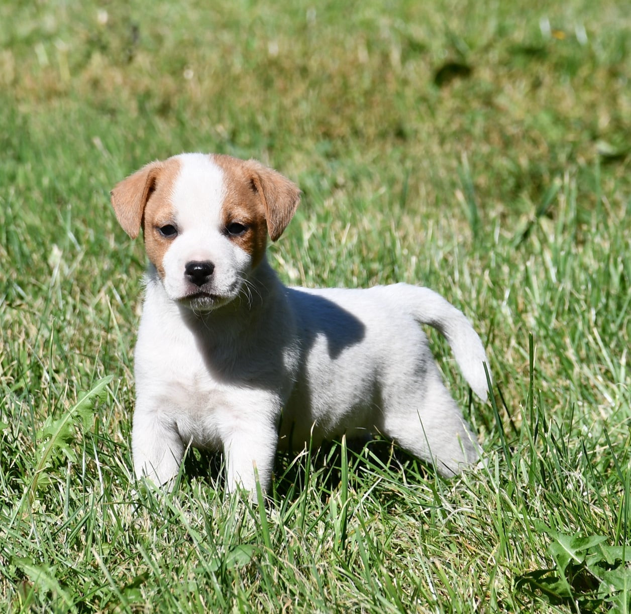 du pont du riot d'Esnes - Chiots disponibles - Parson Russell Terrier