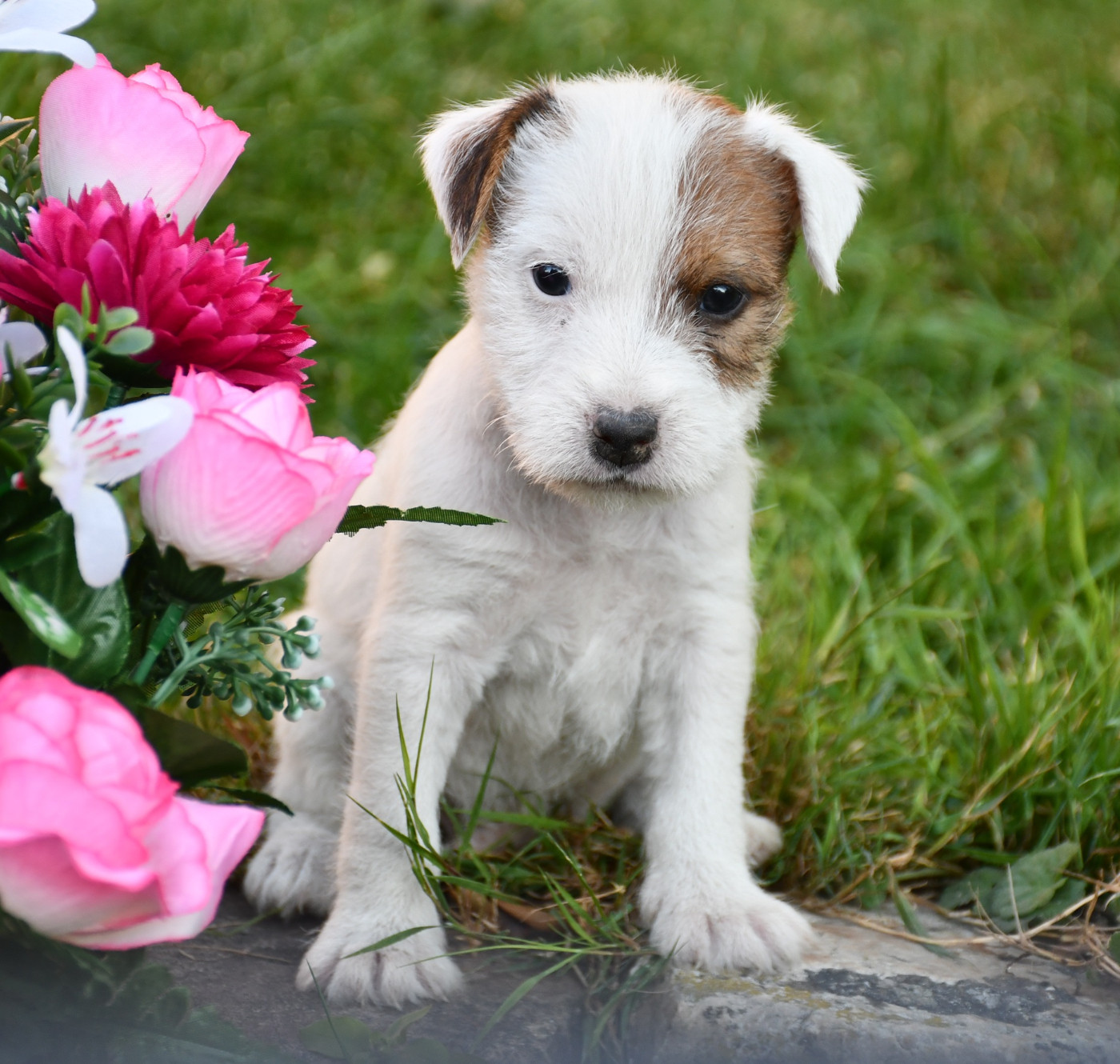 du pont du riot d'Esnes - Chiots disponibles - Parson Russell Terrier