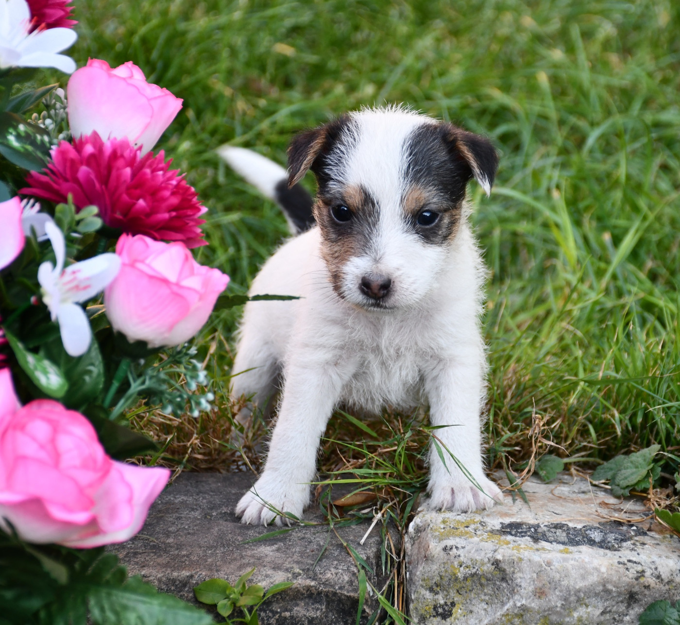 du pont du riot d'Esnes - Chiots disponibles - Parson Russell Terrier