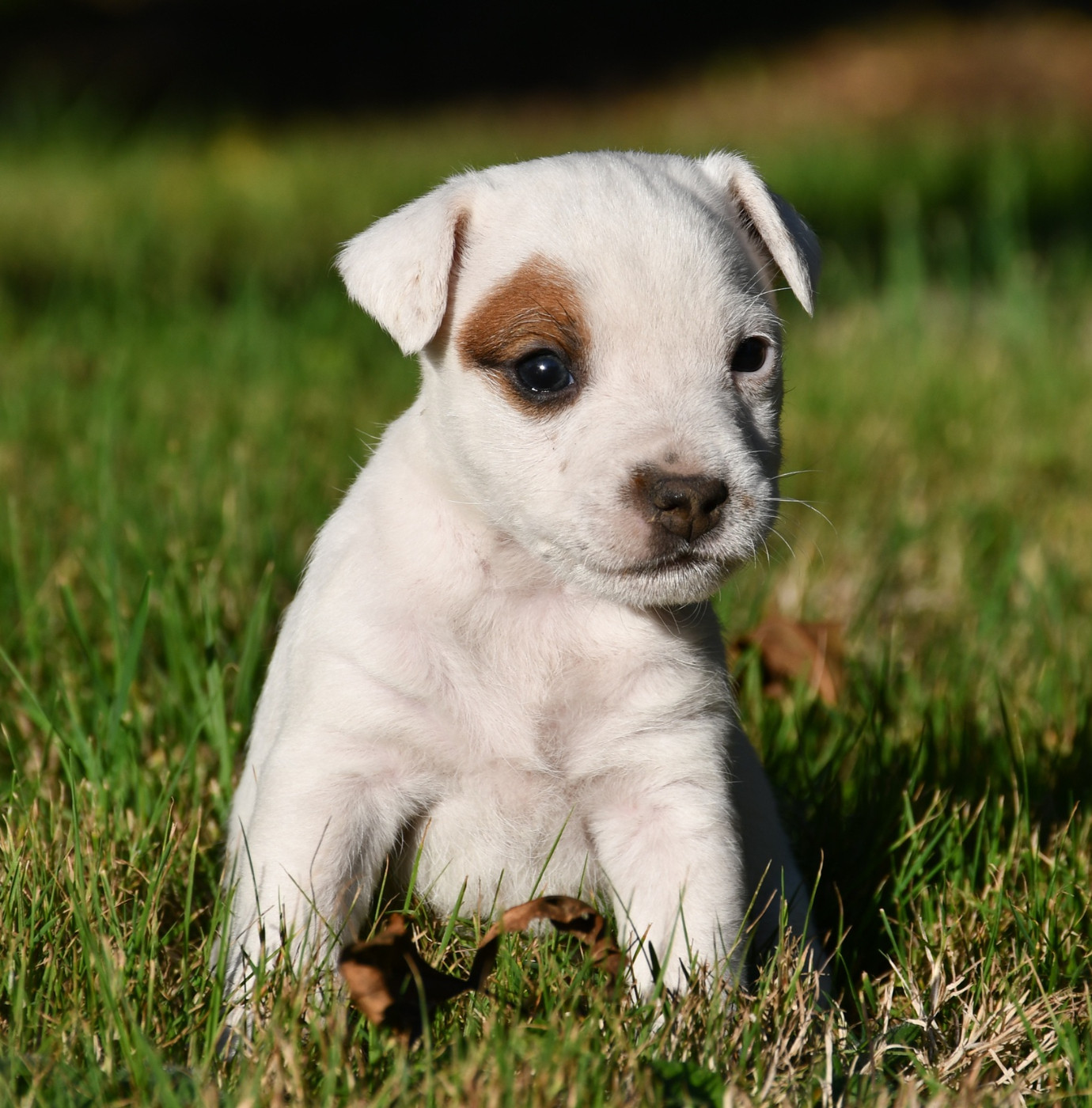 du pont du riot d'Esnes - Chiots disponibles - Parson Russell Terrier