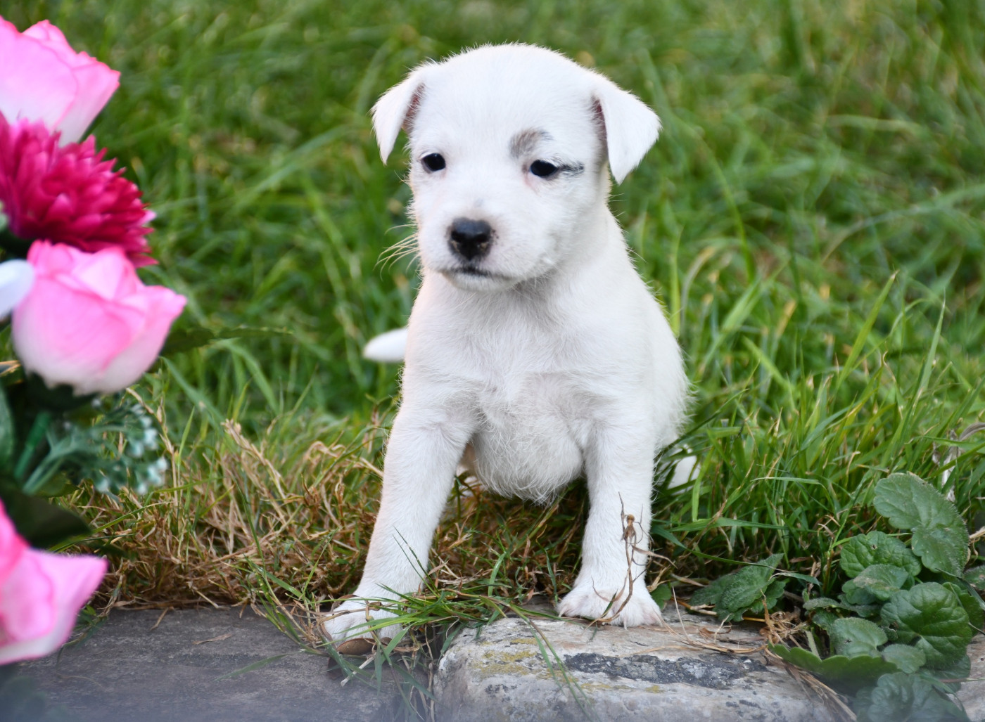 du pont du riot d'Esnes - Chiots disponibles - Parson Russell Terrier