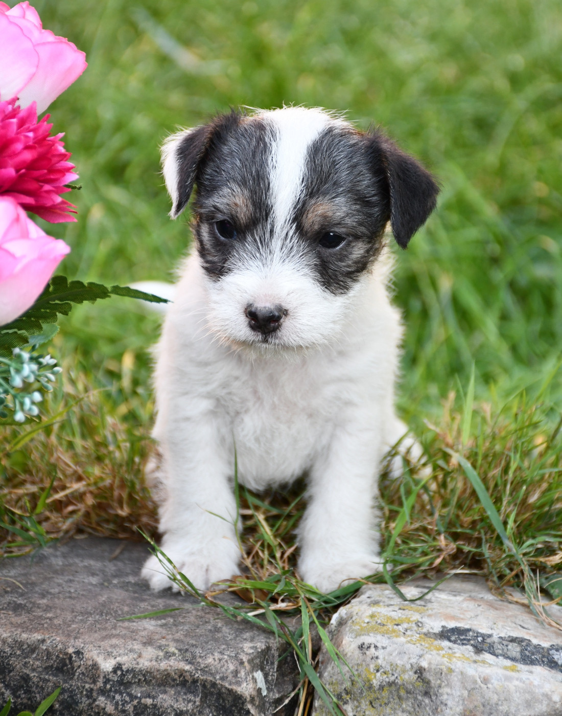 du pont du riot d'Esnes - Chiots disponibles - Parson Russell Terrier