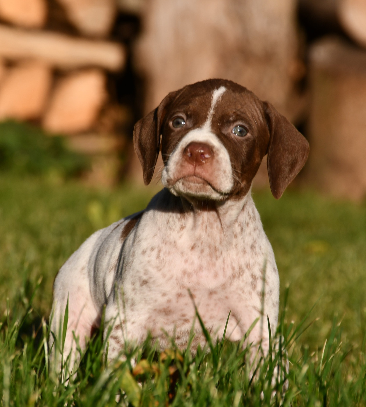 du pont du riot d'Esnes - Chiots disponibles - Braque français, type Pyrenees (petite taille)