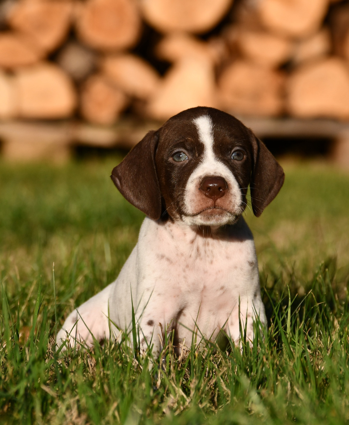 du pont du riot d'Esnes - Chiots disponibles - Braque français, type Pyrenees (petite taille)