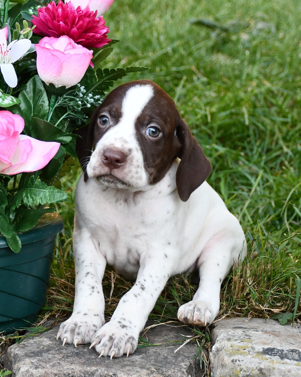 du pont du riot d'Esnes - Chiots disponibles - Braque français, type Pyrenees (petite taille)