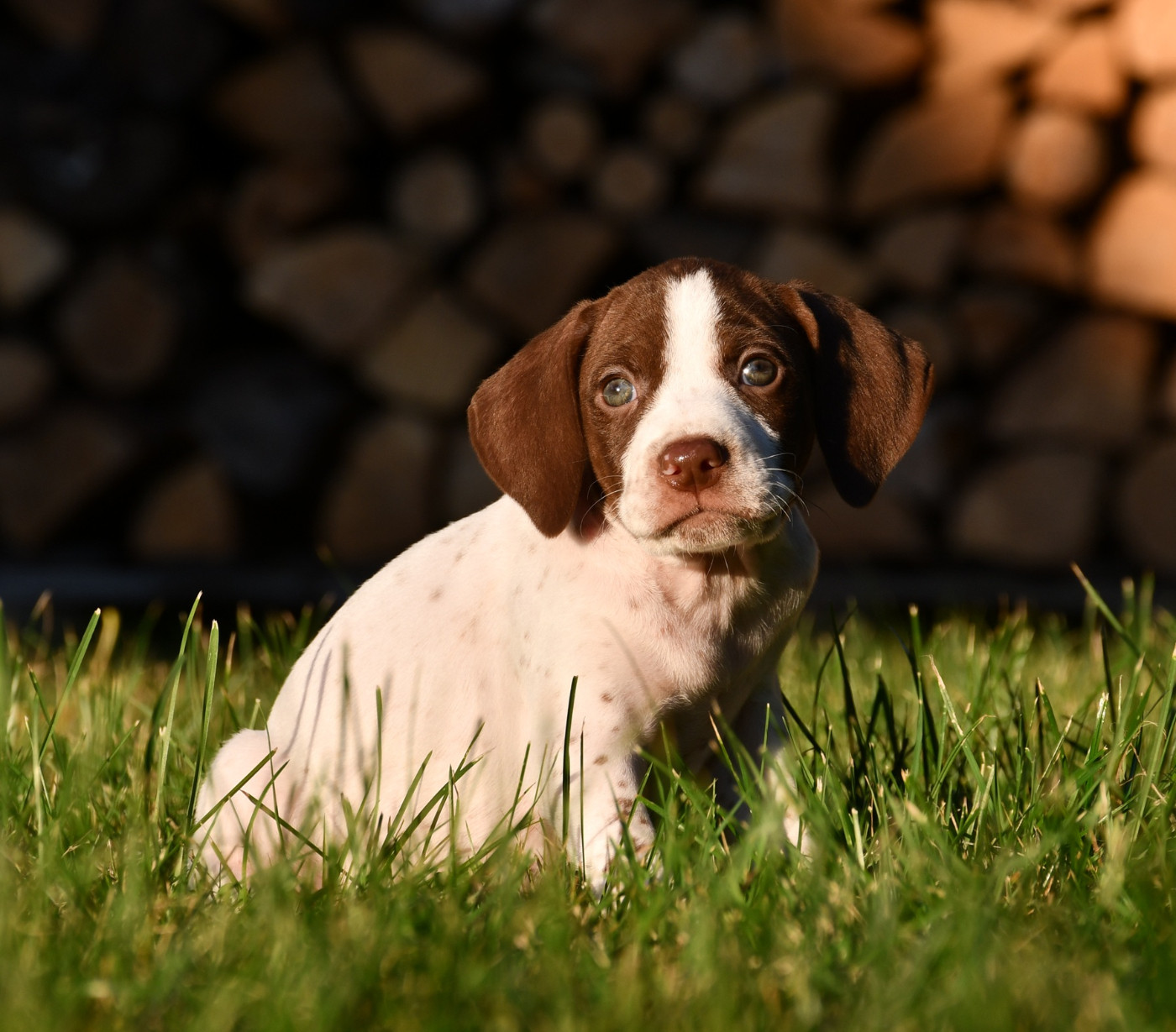 du pont du riot d'Esnes - Chiots disponibles - Braque français, type Pyrenees (petite taille)