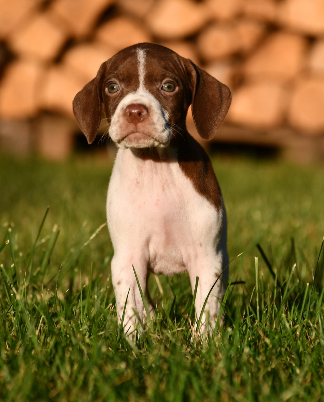 du pont du riot d'Esnes - Chiots disponibles - Braque français, type Pyrenees (petite taille)