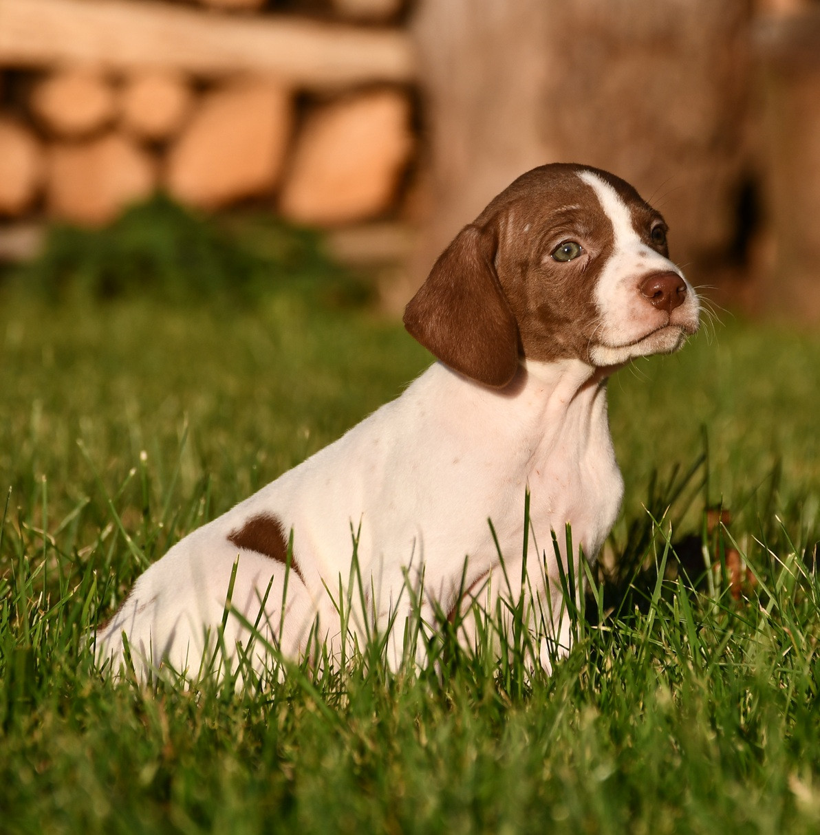 du pont du riot d'Esnes - Chiots disponibles - Braque français, type Pyrenees (petite taille)