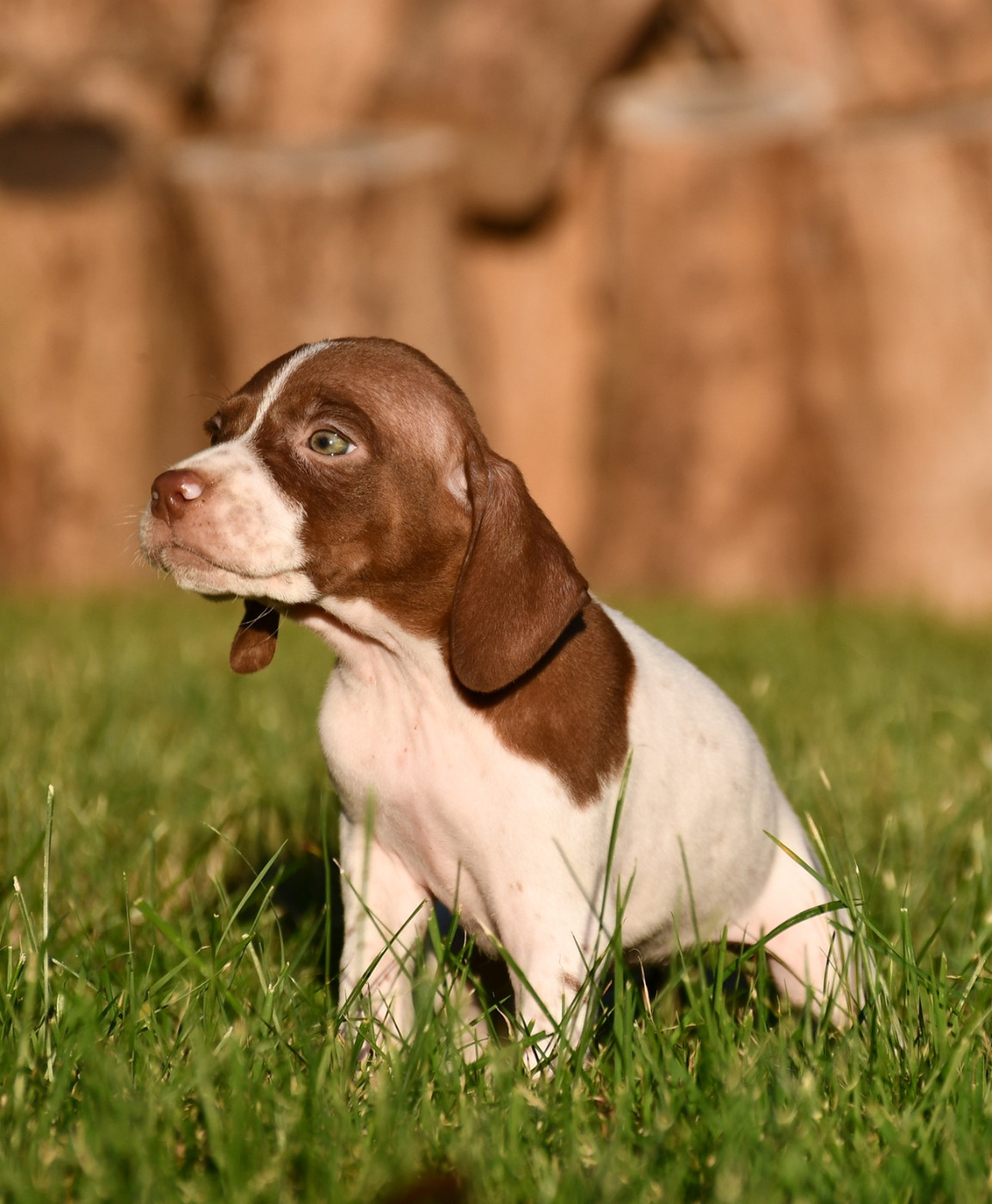 du pont du riot d'Esnes - Chiots disponibles - Braque français, type Pyrenees (petite taille)