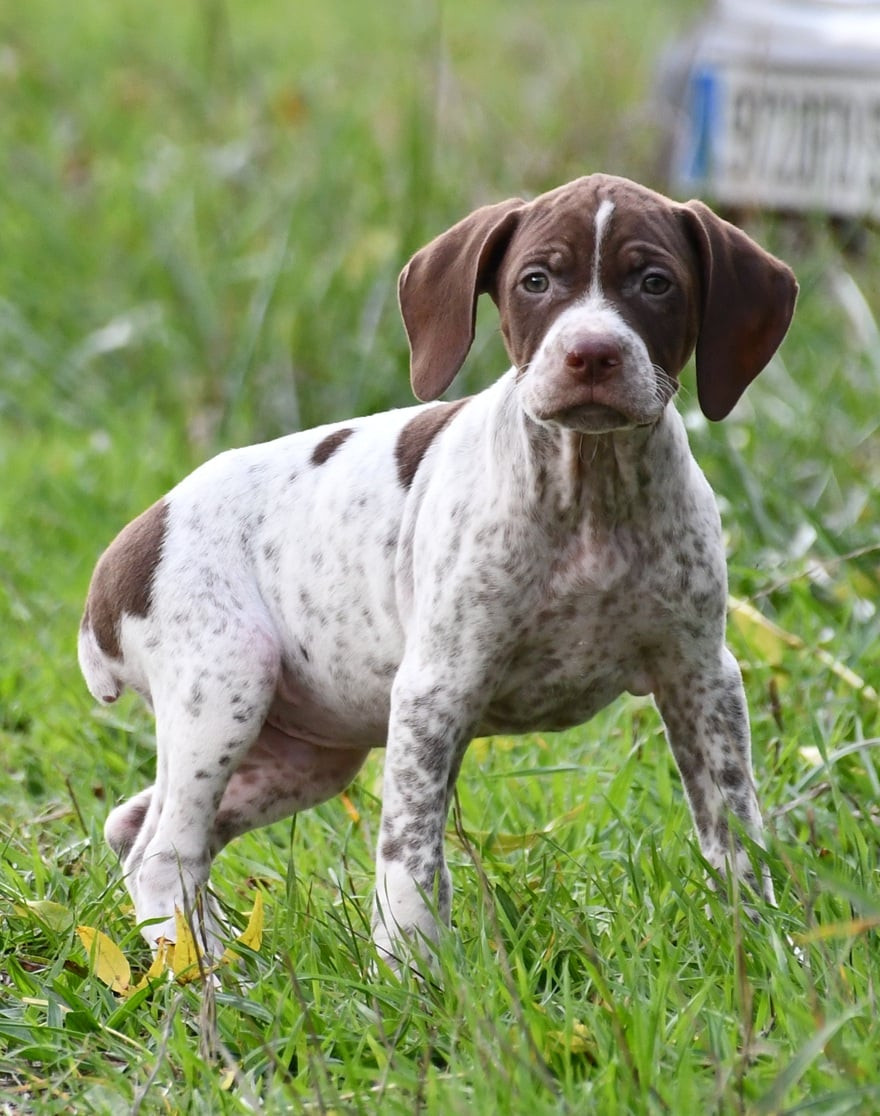 du pont du riot d'Esnes - Chiots disponibles - Braque français, type Pyrenees (petite taille)