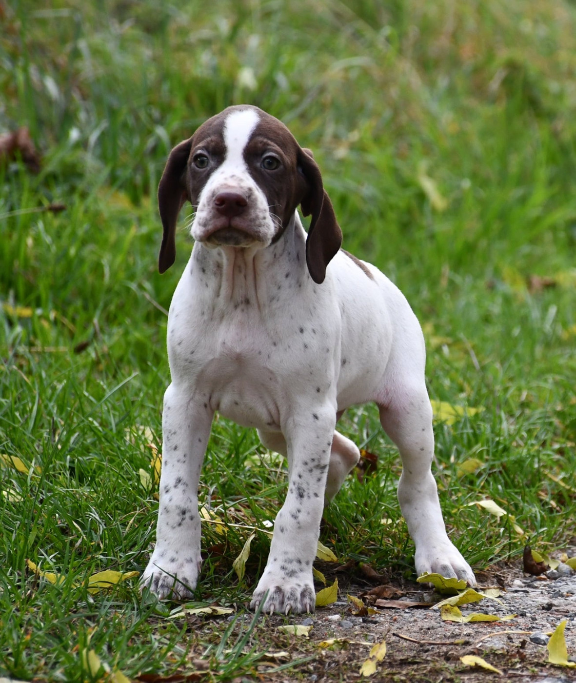 du pont du riot d'Esnes - Chiots disponibles - Braque français, type Pyrenees (petite taille)