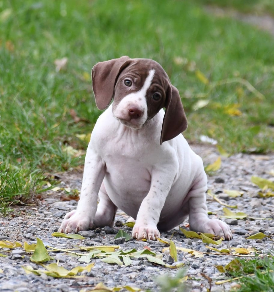 du pont du riot d'Esnes - Chiots disponibles - Braque français, type Pyrenees (petite taille)