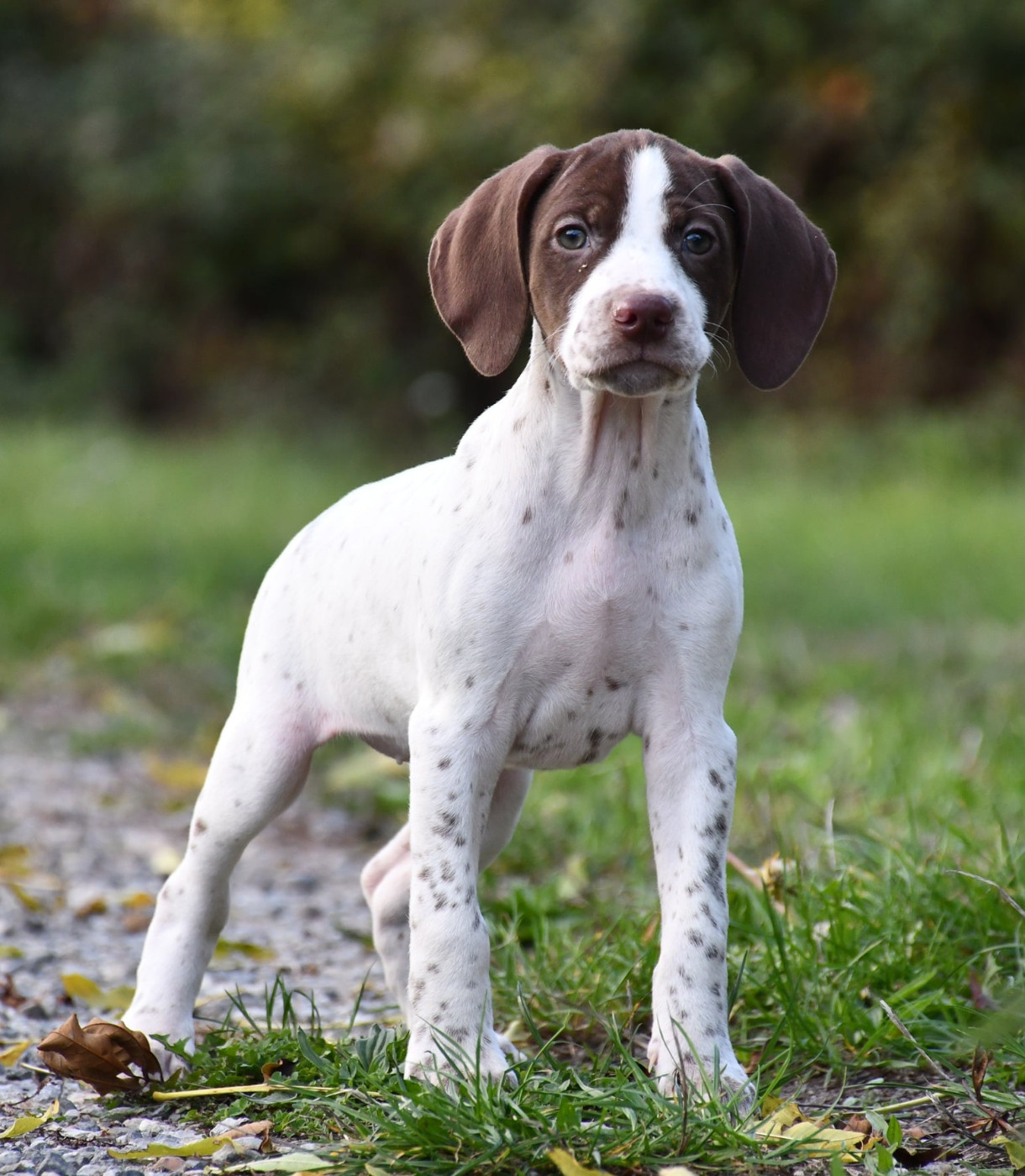 du pont du riot d'Esnes - Chiots disponibles - Braque français, type Pyrenees (petite taille)