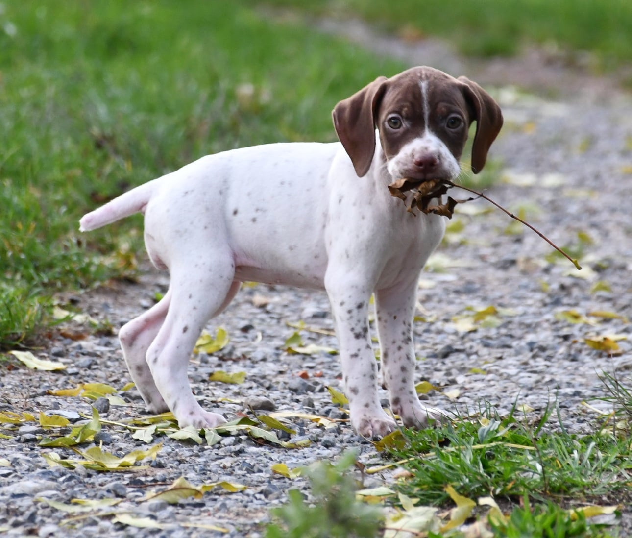 du pont du riot d'Esnes - Chiots disponibles - Braque français, type Pyrenees (petite taille)