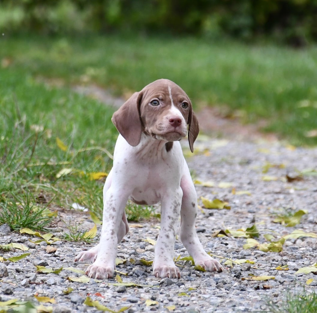 du pont du riot d'Esnes - Chiots disponibles - Braque français, type Pyrenees (petite taille)