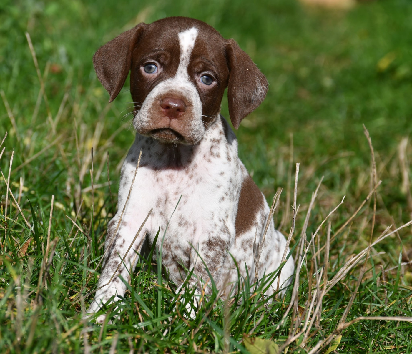 du pont du riot d'Esnes - Chiots disponibles - Braque français, type Pyrenees (petite taille)